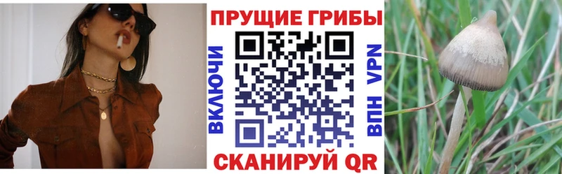 KRAKEN зеркало  Енисейск  Псилоцибиновые грибы MAGIC MUSHROOMS 